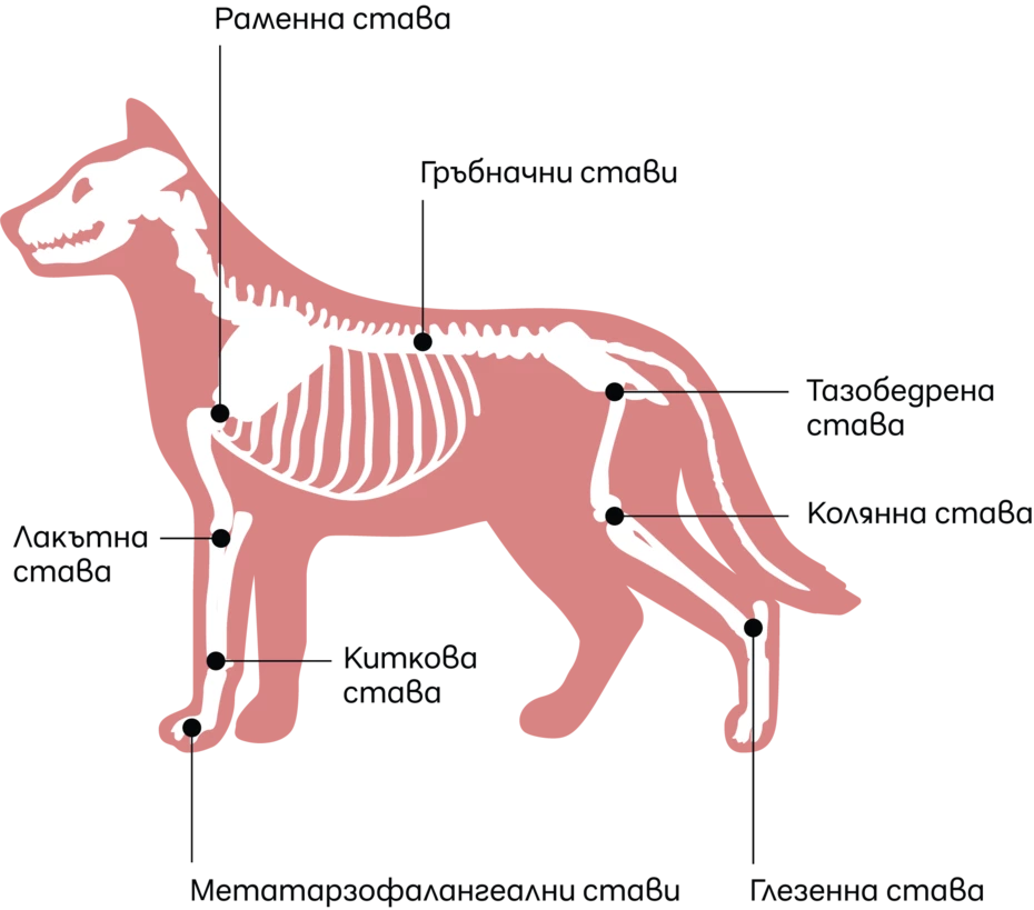 Pet joint